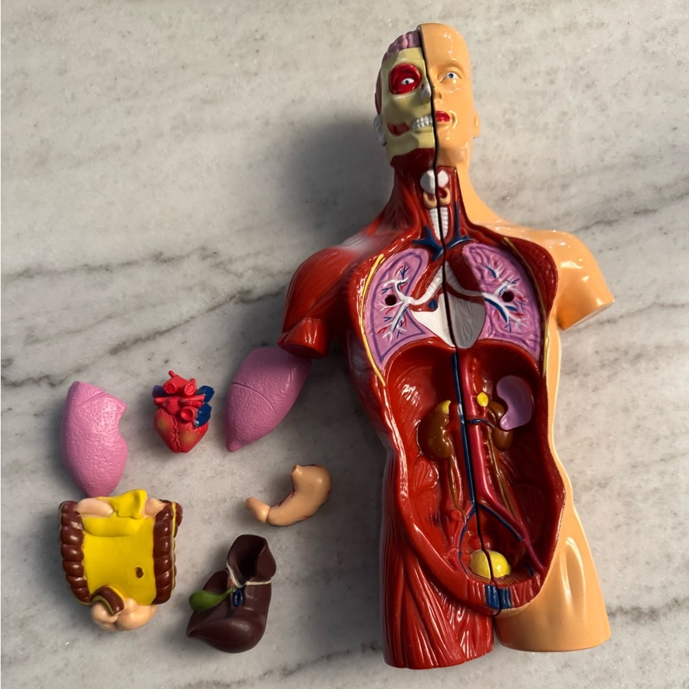 Human Anatomy Models - Picture 7 of 10